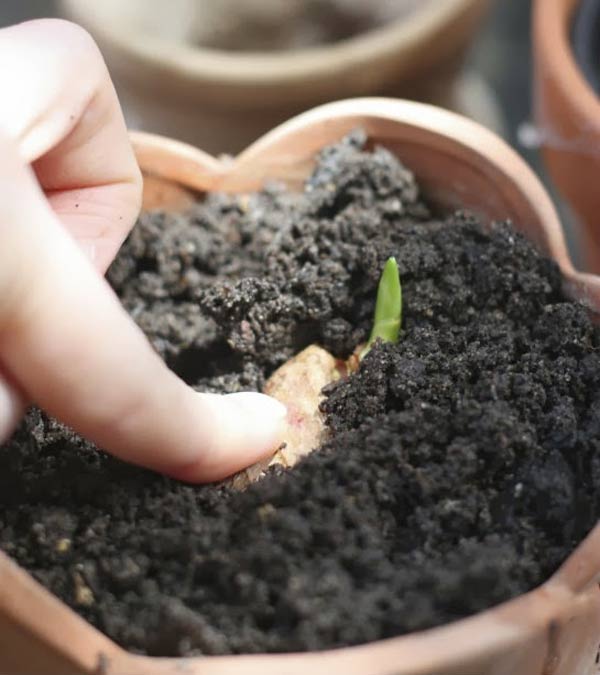 Cắm vài que tăm vào củ gừng đem ngâm nước, đảm bảo vài tháng sau có gừng ăn tẹt ga - 4