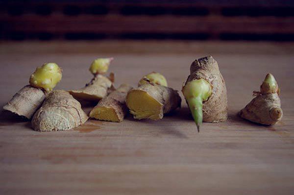 Cắm vài que tăm vào củ gừng đem ngâm nước, đảm bảo vài tháng sau có gừng ăn tẹt ga - 8