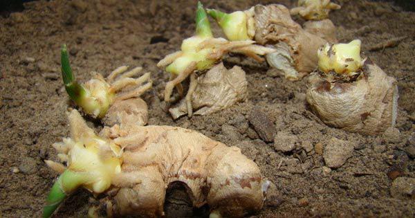 Cắm vài que tăm vào củ gừng đem ngâm nước, đảm bảo vài tháng sau có gừng ăn tẹt ga - 3