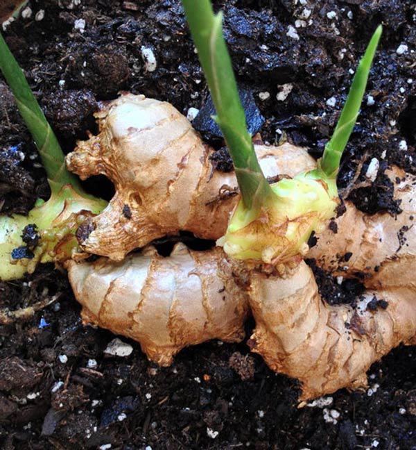 Cắm vài que tăm vào củ gừng đem ngâm nước, đảm bảo vài tháng sau có gừng ăn tẹt ga - 5