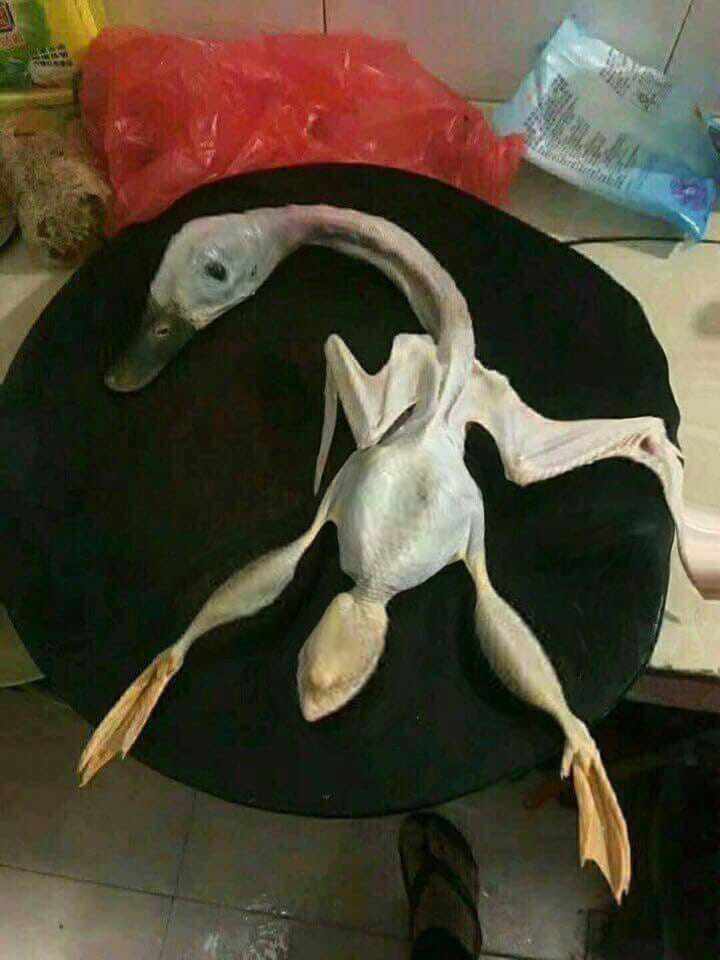 Thiếu nữ than mua nhầm vịt amp;#34;cô hồnamp;#34;, dân mạng bóc mẽ cái thớt bất thường - 4