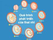Bà bầu - Quá trình mang thai diễn ra như thế nào?