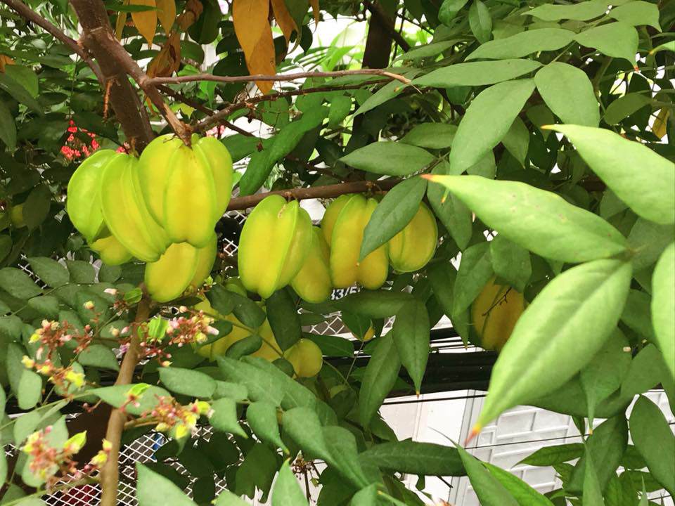 ban toi ngay, elly tran van chiu kho lam... nong dan trong rau sach, qua sai triu tren san thuong - 11