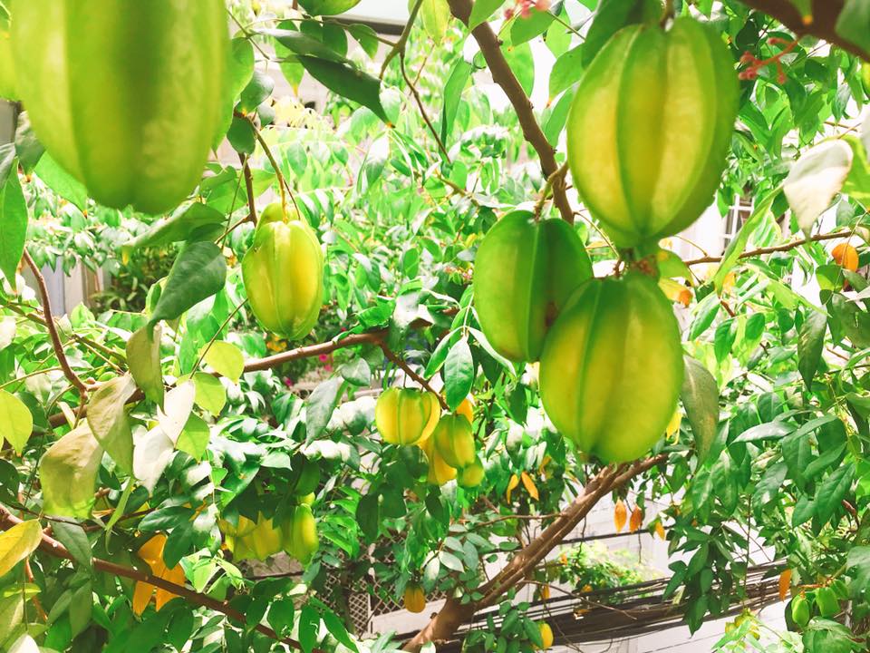 ban toi ngay, elly tran van chiu kho lam... nong dan trong rau sach, qua sai triu tren san thuong - 10