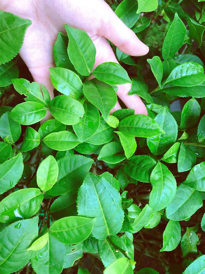 ban toi ngay, elly tran van chiu kho lam... nong dan trong rau sach, qua sai triu tren san thuong - 14