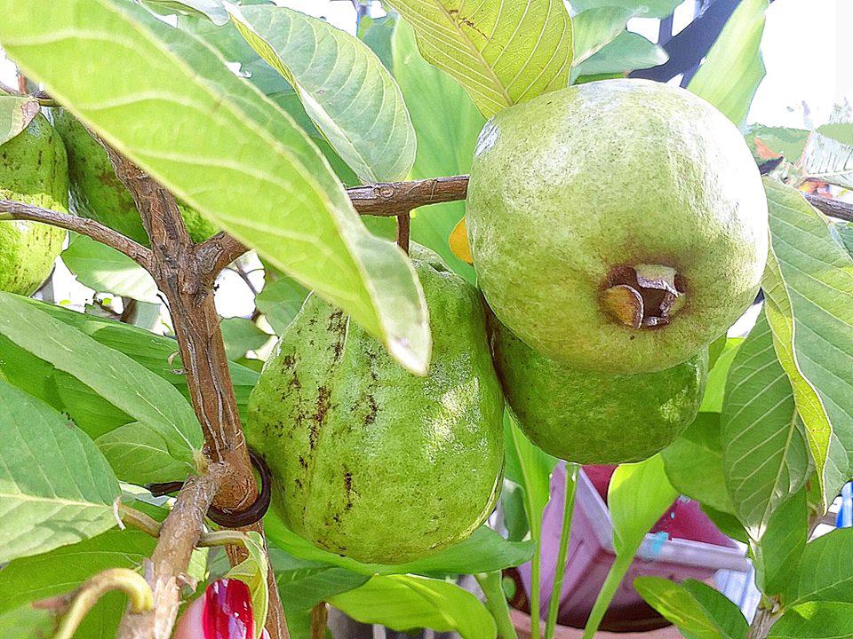 ban toi ngay, elly tran van chiu kho lam... nong dan trong rau sach, qua sai triu tren san thuong - 8