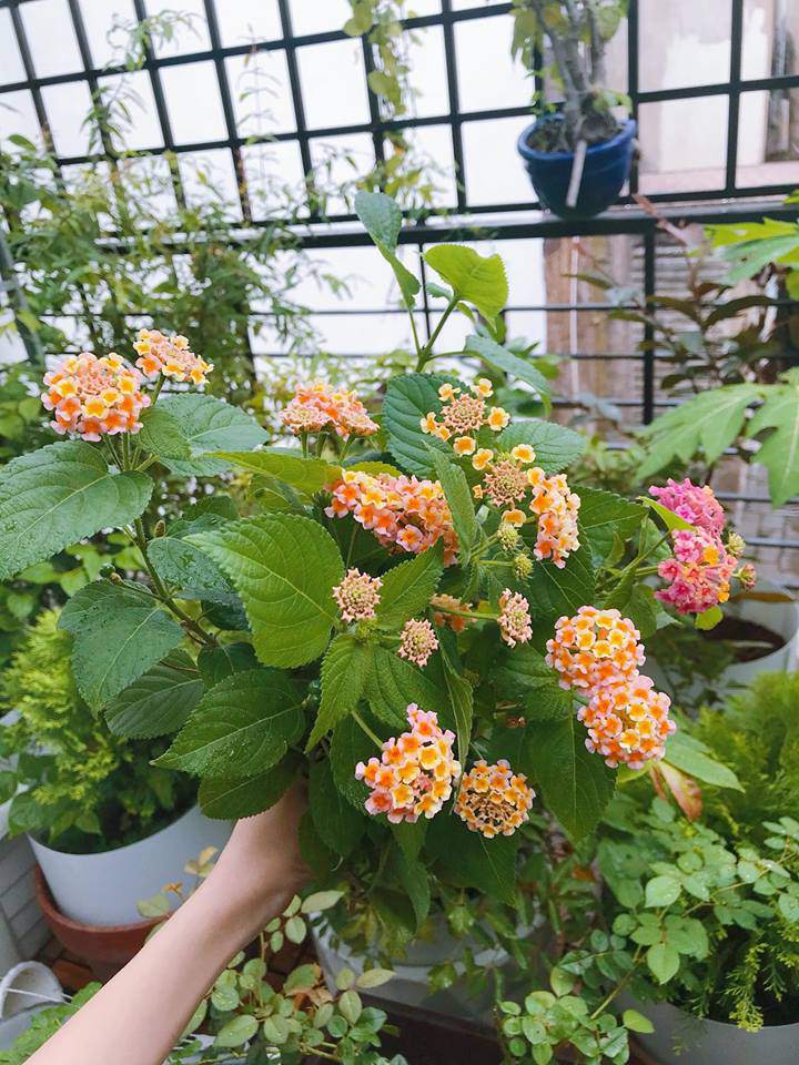 ban toi ngay, elly tran van chiu kho lam... nong dan trong rau sach, qua sai triu tren san thuong - 5