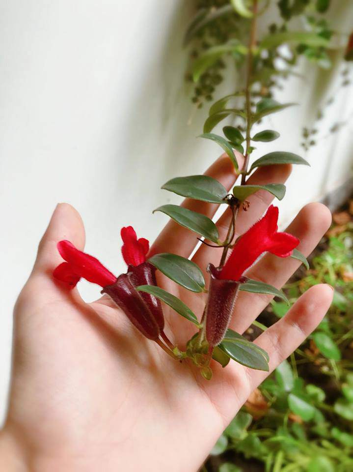 ban toi ngay, elly tran van chiu kho lam... nong dan trong rau sach, qua sai triu tren san thuong - 4