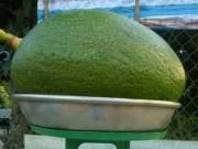 Ngon-bổ-rẻ - Quả bơ cùi vàng, thơm ngậy 6 người ăn không hết, giá “chát” hơn 400 nghìn đồng