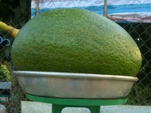 qua bo cui vang, thom ngay 6 nguoi an khong het, gia “chat” hon 400 nghin dong - 1