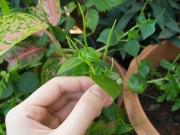 Sức khỏe - Những loại rau đắt hơn thịt thế giới coi như "thần dược", người Việt đua nhau săn lùng
