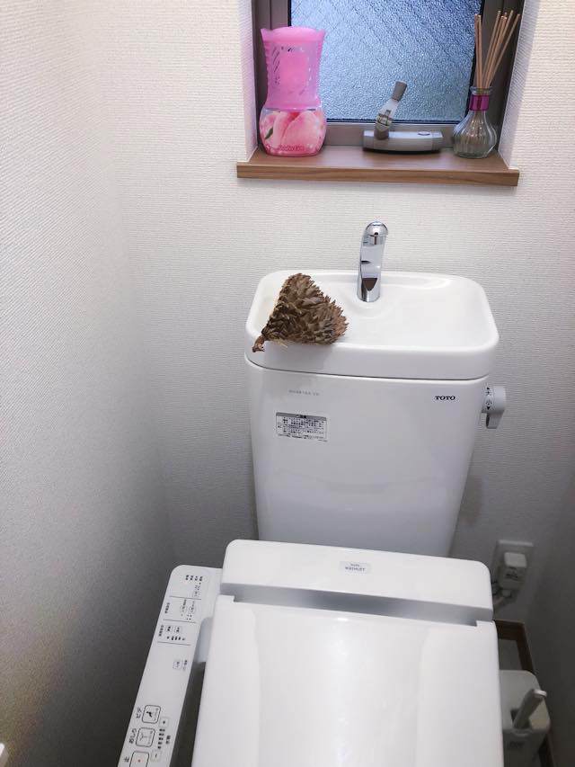 Giận chồng, vợ dùng chiêu độc từ loại quả không ngờ để amp;#34;trả thùamp;#34; khiến dân mạng cười ngất - 2