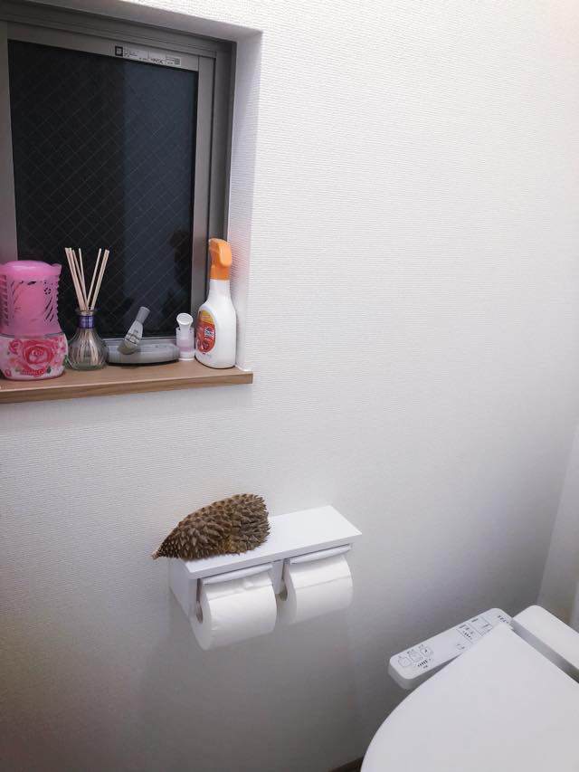 Giận chồng, vợ dùng chiêu độc từ loại quả không ngờ để amp;#34;trả thùamp;#34; khiến dân mạng cười ngất - 3