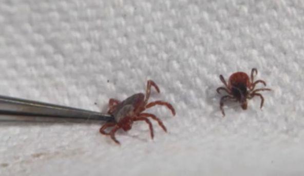 Người đàn ông chết sau 1 ngày nằm viện, thứ cướp đi sinh mạng của ông lại rất nhỏ bé - 4