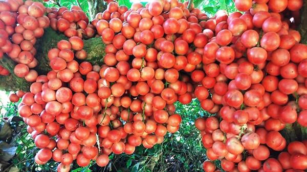 Tròn mắt trước amp;#34;siêu phẩmamp;#34; dâu da rừng mọc quả chi chít, đỏ rực thân cây ở Gia Lai - 9