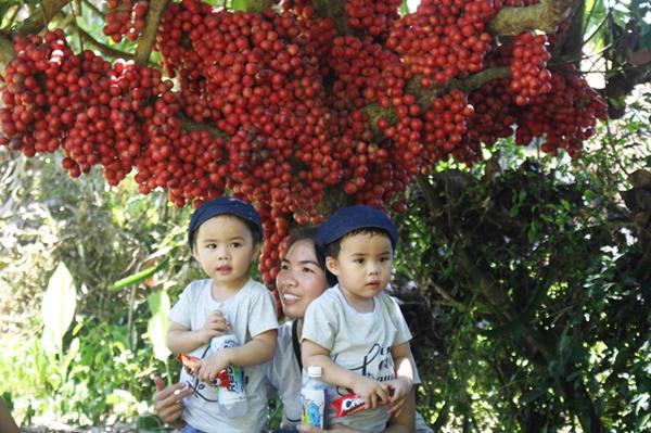 Tròn mắt trước amp;#34;siêu phẩmamp;#34; dâu da rừng mọc quả chi chít, đỏ rực thân cây ở Gia Lai - 10