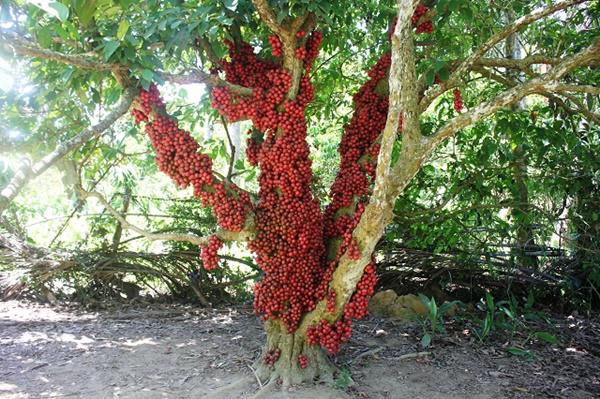 Tròn mắt trước amp;#34;siêu phẩmamp;#34; dâu da rừng mọc quả chi chít, đỏ rực thân cây ở Gia Lai - 11