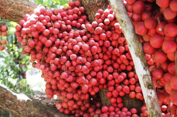 Tròn mắt trước amp;#34;siêu phẩmamp;#34; dâu da rừng mọc quả chi chít, đỏ rực thân cây ở Gia Lai - 4