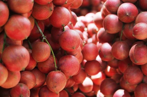 Tròn mắt trước amp;#34;siêu phẩmamp;#34; dâu da rừng mọc quả chi chít, đỏ rực thân cây ở Gia Lai - 8