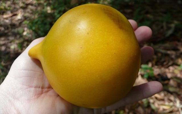 vu sua dai loan vang ong, to gap doi vu sua viet, gia gan 1 trieu/kg - 3