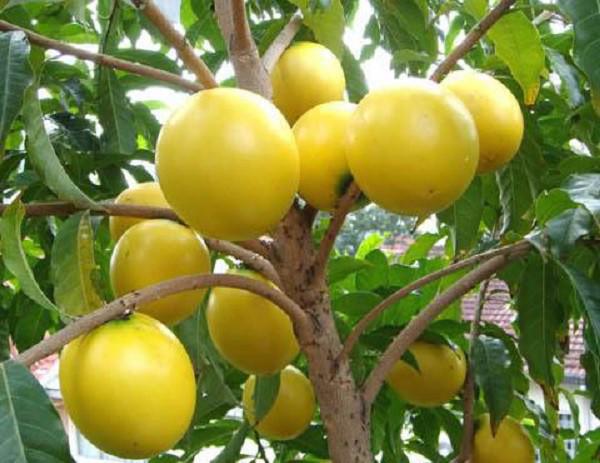 vu sua dai loan vang ong, to gap doi vu sua viet, gia gan 1 trieu/kg - 4