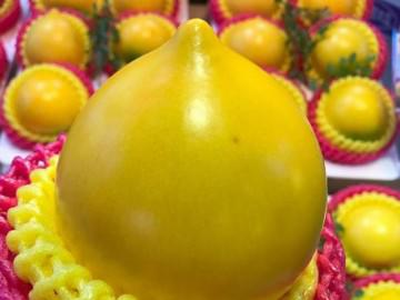 Vú sữa Đài Loan vàng óng, to gấp đôi vú sữa Việt, giá gần 1 triệu/kg