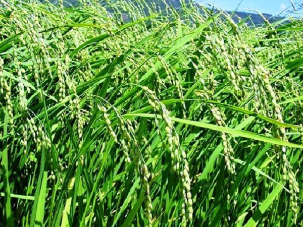 Ngôi làng lạ lùng ở quê võ Bình Định nơi lúa nếp là đặc sản, bí đao amp;#34;khủngamp;#34; 100kg/quả - 9