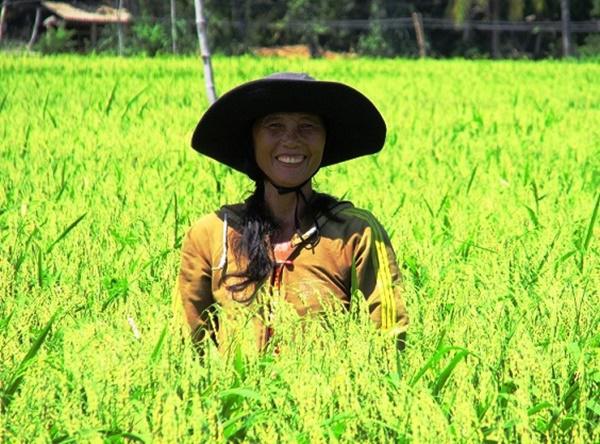 Ngôi làng lạ lùng ở quê võ Bình Định nơi lúa nếp là đặc sản, bí đao amp;#34;khủngamp;#34; 100kg/quả - 10