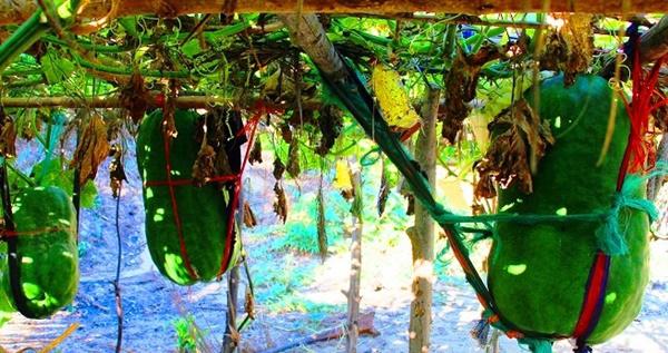 Ngôi làng lạ lùng ở quê võ Bình Định nơi lúa nếp là đặc sản, bí đao amp;#34;khủngamp;#34; 100kg/quả - 11