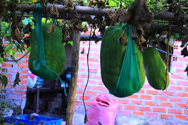 Ngôi làng lạ lùng ở quê võ Bình Định nơi lúa nếp là đặc sản, bí đao amp;#34;khủngamp;#34; 100kg/quả - 13