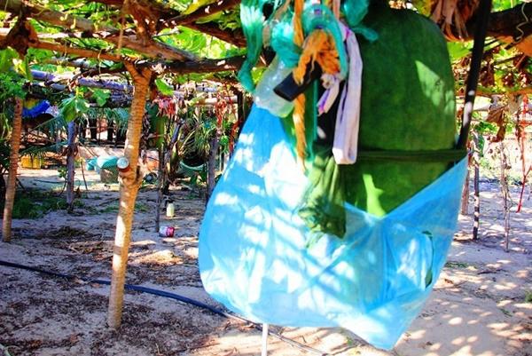 Ngôi làng lạ lùng ở quê võ Bình Định nơi lúa nếp là đặc sản, bí đao amp;#34;khủngamp;#34; 100kg/quả - 1