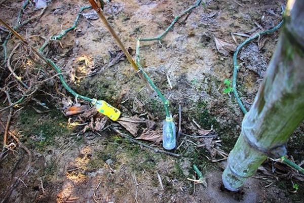 Ngôi làng lạ lùng ở quê võ Bình Định nơi lúa nếp là đặc sản, bí đao amp;#34;khủngamp;#34; 100kg/quả - 6