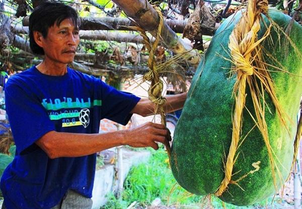 Ngôi làng lạ lùng ở quê võ Bình Định nơi lúa nếp là đặc sản, bí đao amp;#34;khủngamp;#34; 100kg/quả - 7