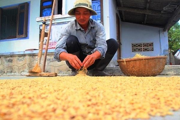 Ngôi làng lạ lùng ở quê võ Bình Định nơi lúa nếp là đặc sản, bí đao amp;#34;khủngamp;#34; 100kg/quả - 8