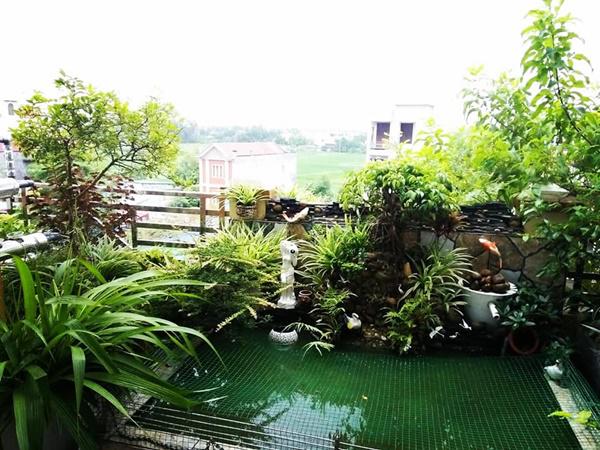 kinh ngac truoc "nong trai" tren cao cua gia dinh hai phong: xanh muot quanh nam, rau cu ca ta - 10