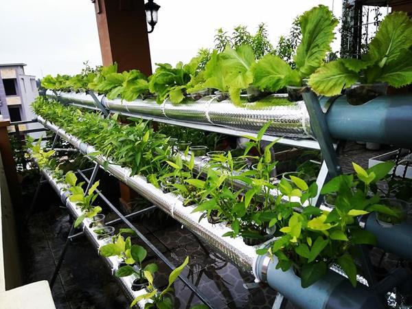 kinh ngac truoc "nong trai" tren cao cua gia dinh hai phong: xanh muot quanh nam, rau cu ca ta - 3