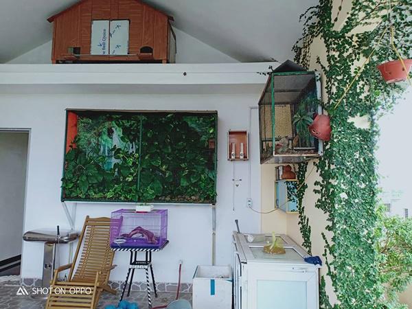 kinh ngac truoc "nong trai" tren cao cua gia dinh hai phong: xanh muot quanh nam, rau cu ca ta - 5