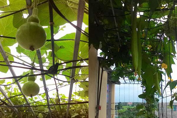 kinh ngac truoc "nong trai" tren cao cua gia dinh hai phong: xanh muot quanh nam, rau cu ca ta - 6