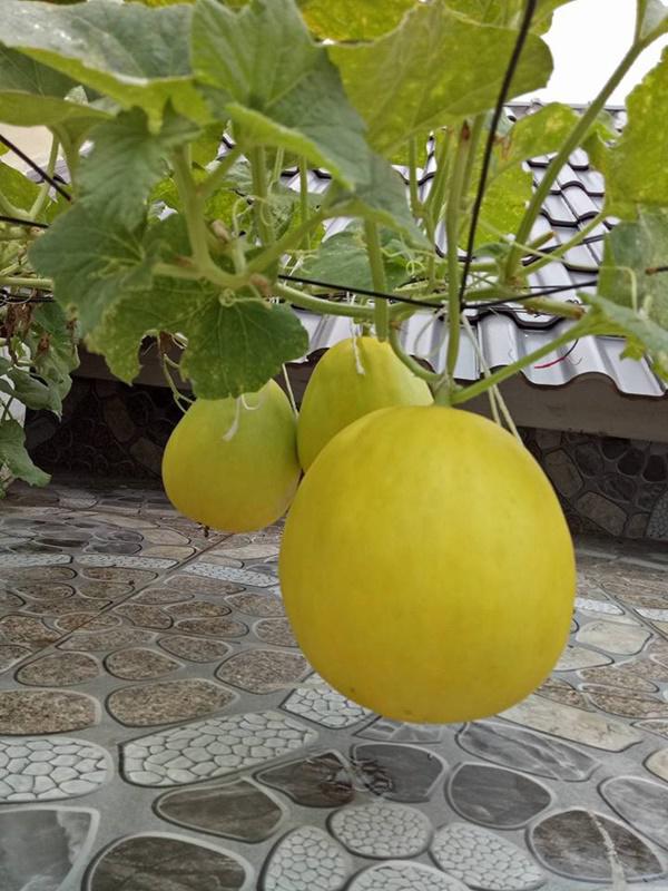 kinh ngac truoc "nong trai" tren cao cua gia dinh hai phong: xanh muot quanh nam, rau cu ca ta - 7
