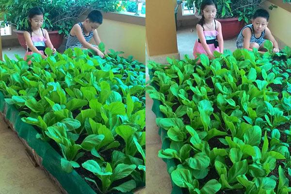 kinh ngac truoc "nong trai" tren cao cua gia dinh hai phong: xanh muot quanh nam, rau cu ca ta - 8