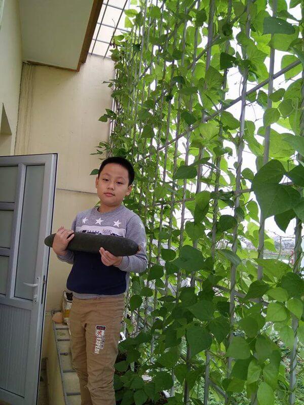 kinh ngac truoc "nong trai" tren cao cua gia dinh hai phong: xanh muot quanh nam, rau cu ca ta - 9