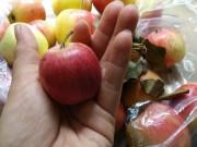 Tin tức - Táo mini Trung Quốc đội lốt “táo mèo” Hà Giang tràn lan trên thị trường