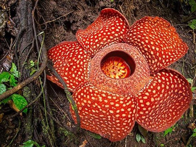 Hàng nghìn người đổ xô đi ngắm bông hoa khủng, bốc mùi nhất thế giới