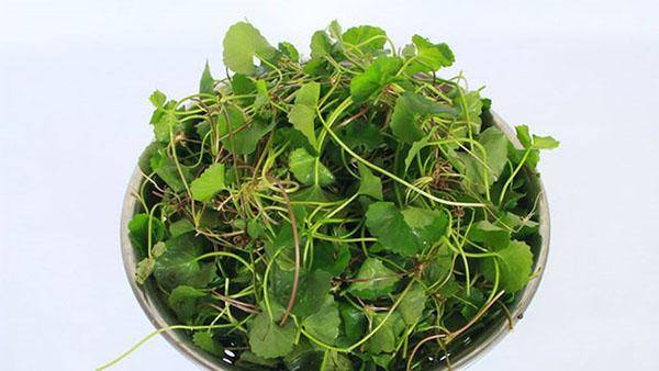 bien noi lo cua ban thanh so 0 voi nhieu cach tri seo lom tu bo rau 5000 ngoai cho - 6