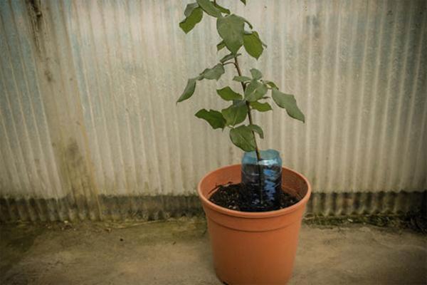 cam canh hong vao cu khoai tay, 1 tuan sau ai nay deu ngac nhien khi thay ket qua - 8