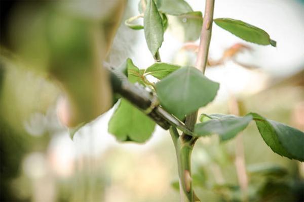 cam canh hong vao cu khoai tay, 1 tuan sau ai nay deu ngac nhien khi thay ket qua - 2