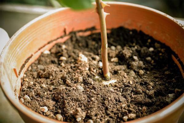 cam canh hong vao cu khoai tay, 1 tuan sau ai nay deu ngac nhien khi thay ket qua - 6