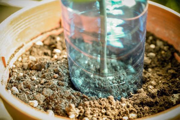 cam canh hong vao cu khoai tay, 1 tuan sau ai nay  deu ngac nhien khi thay ket qua - 7