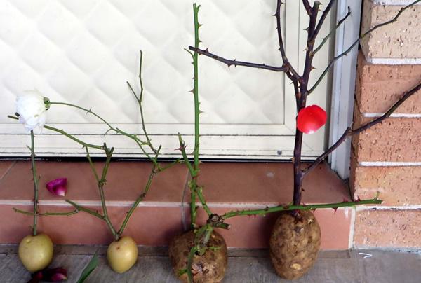 cam canh hong vao cu khoai tay, 1 tuan sau ai nay deu ngac nhien khi thay ket qua - 1