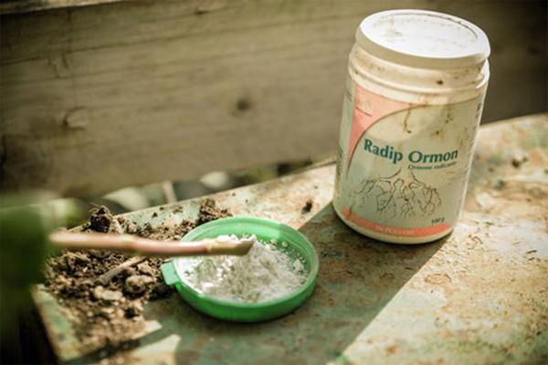 cam canh hong vao cu khoai tay, 1 tuan sau ai nay deu ngac nhien khi thay ket qua - 3